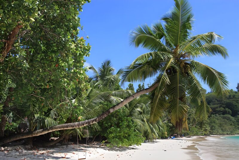 Tropical Paradise with Leaning Palm Trees