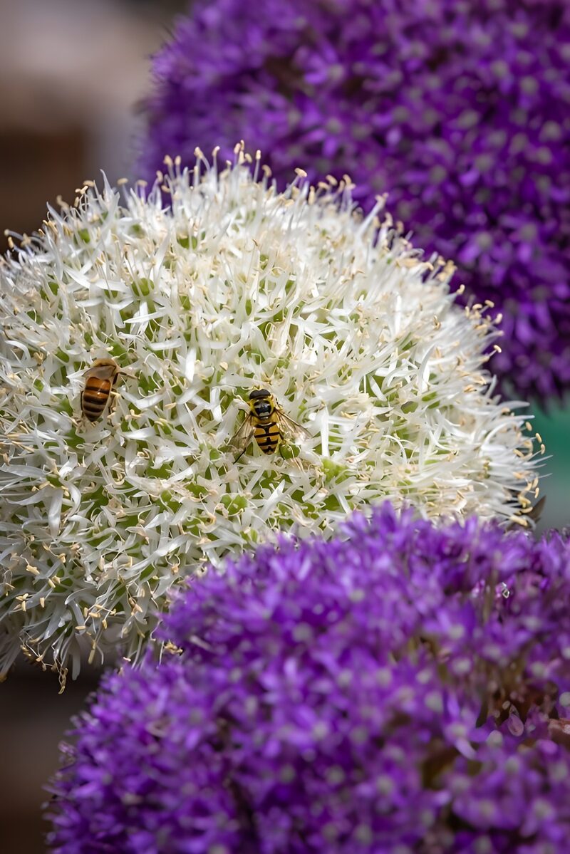Bees on Allium Flowers