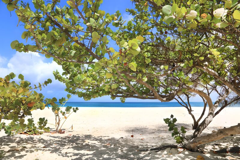 Serene Beach View Through Lush Trees