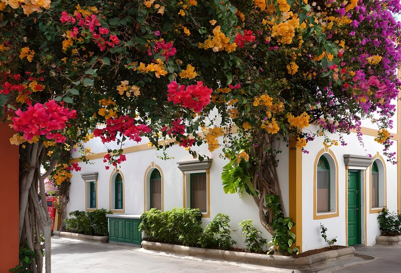 Colorful Bougainvillea Adorning a Home