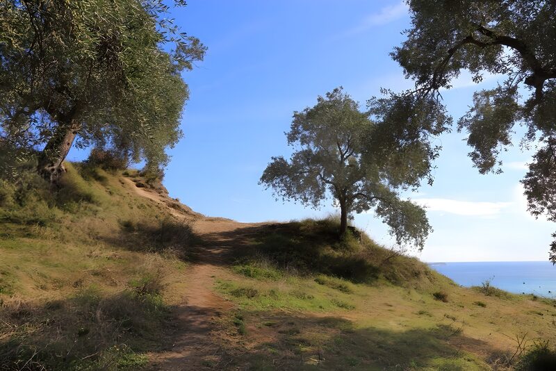 Olive Grove by the Sea