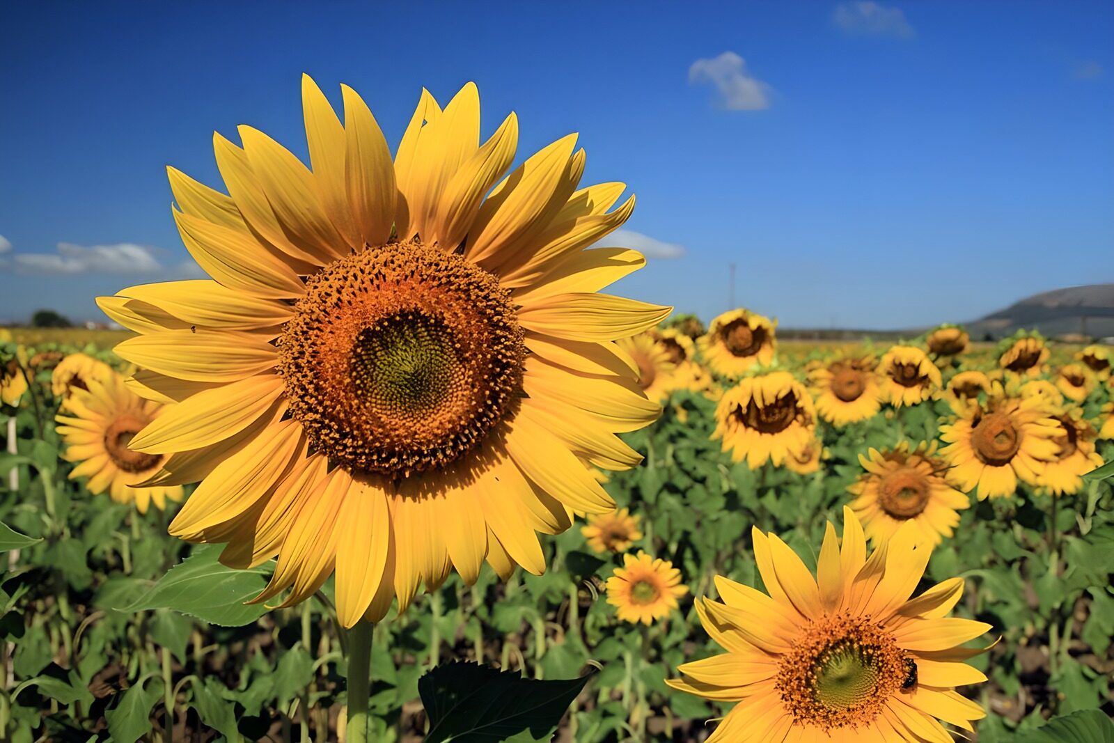 Vibrant Sunflower Field in Full Bloom