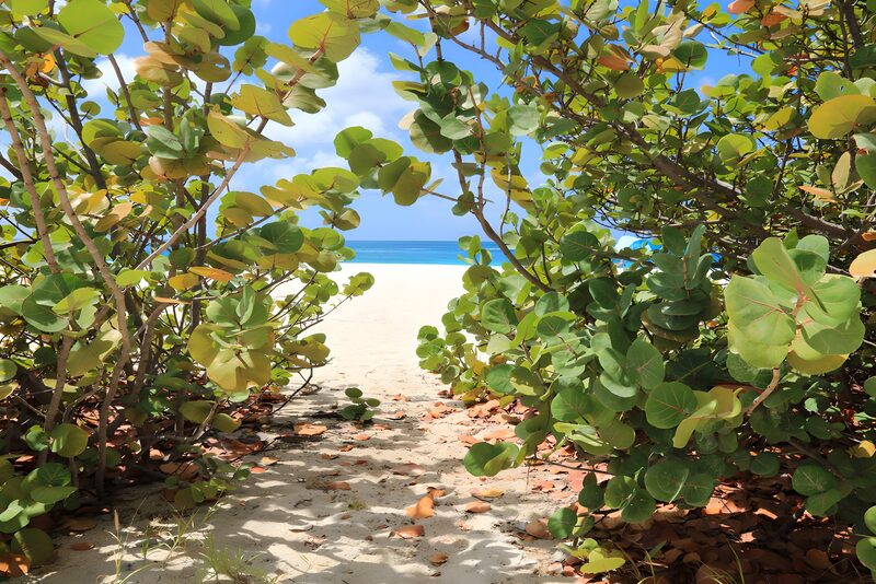 Tropical Pathway to the Beach