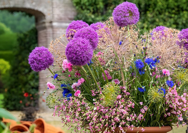 Vibrant Floral Arrangement in Bloom