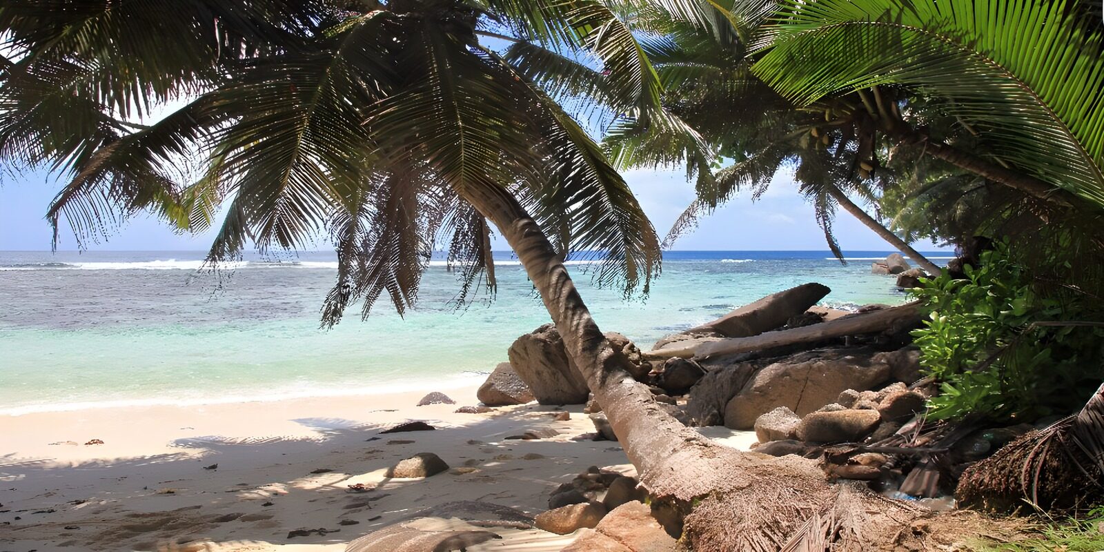 Tropical Beach Paradise