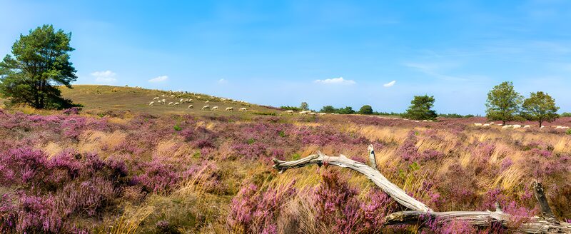 Serene Heather Landscape