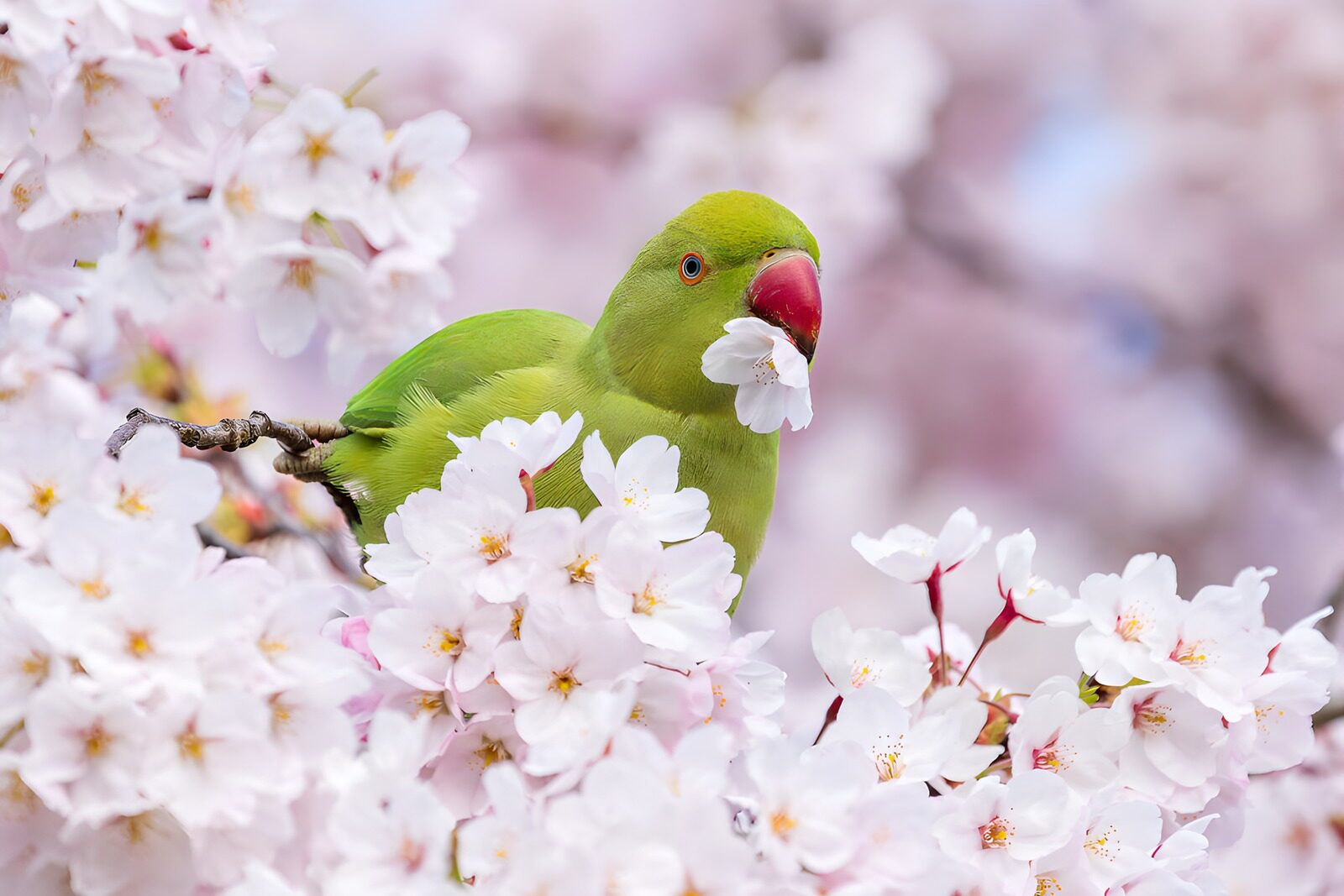 Parakeet Among Cherry Blossoms