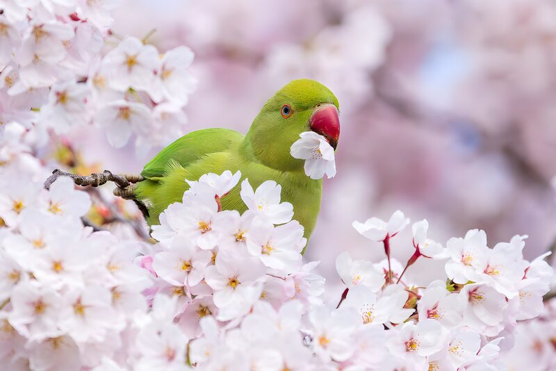 Parakeet Among Cherry Blossoms