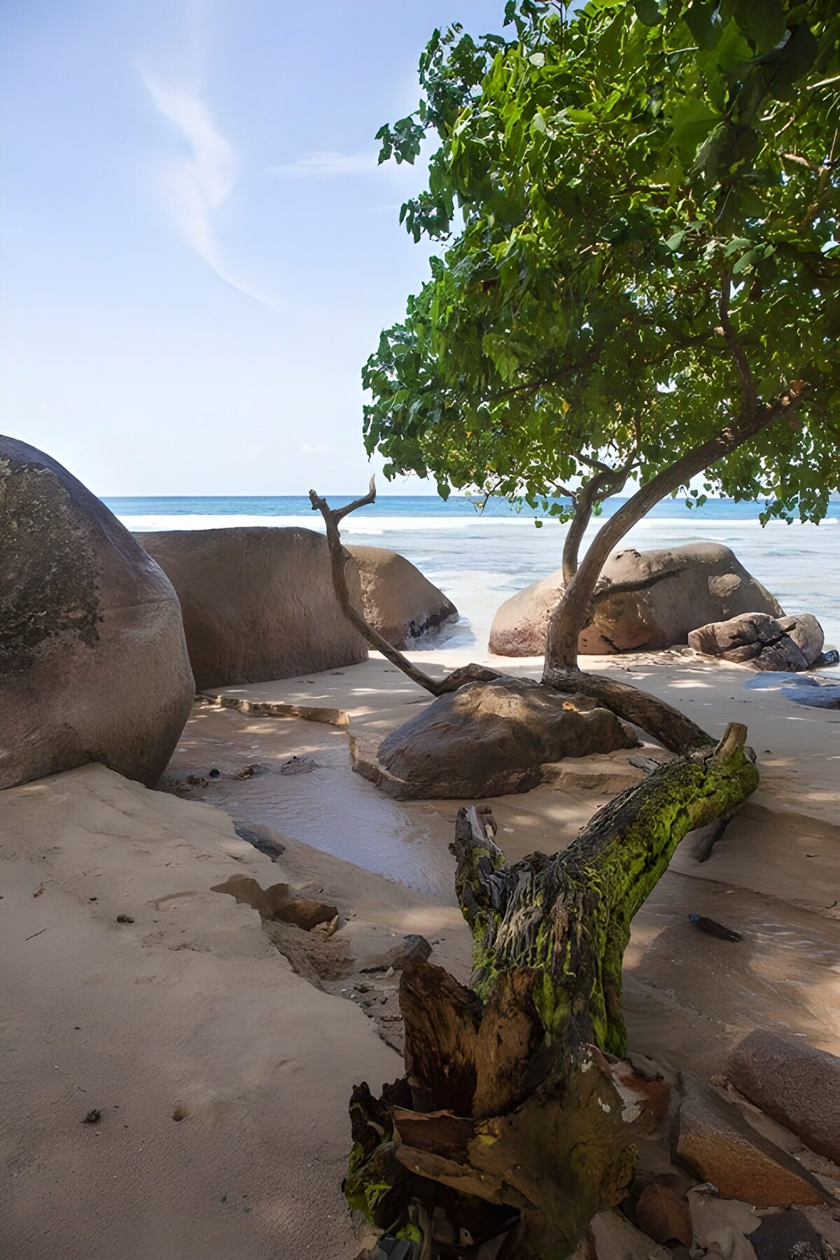 Serene Beach Oasis with Rocks and Tree