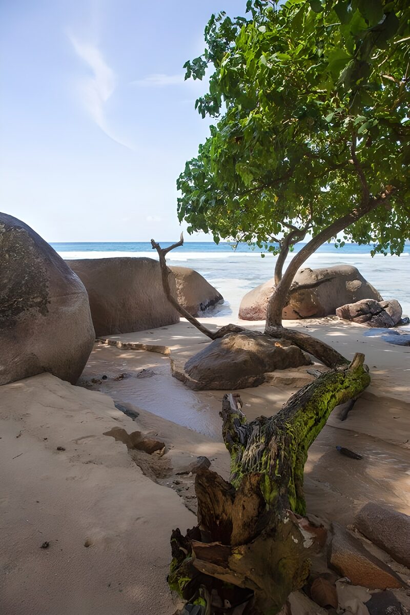 Serene Beach Oasis with Rocks and Tree