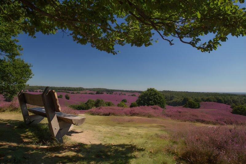 Serene Bench Overlooking Purple Fields