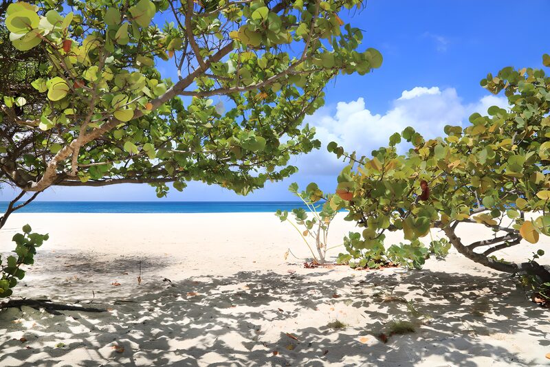 Serene Beach View Through Lush Foliage
