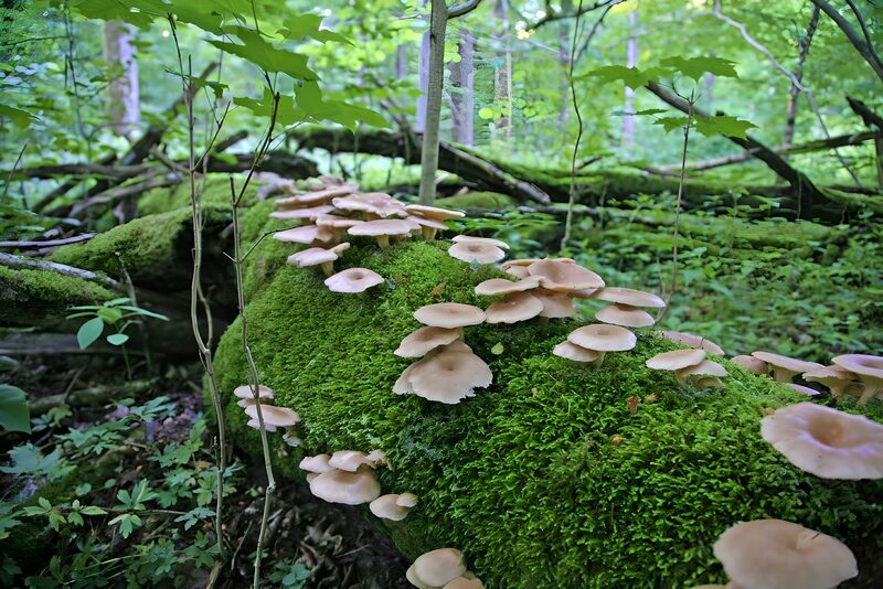 Enchanted Forest Mushrooms