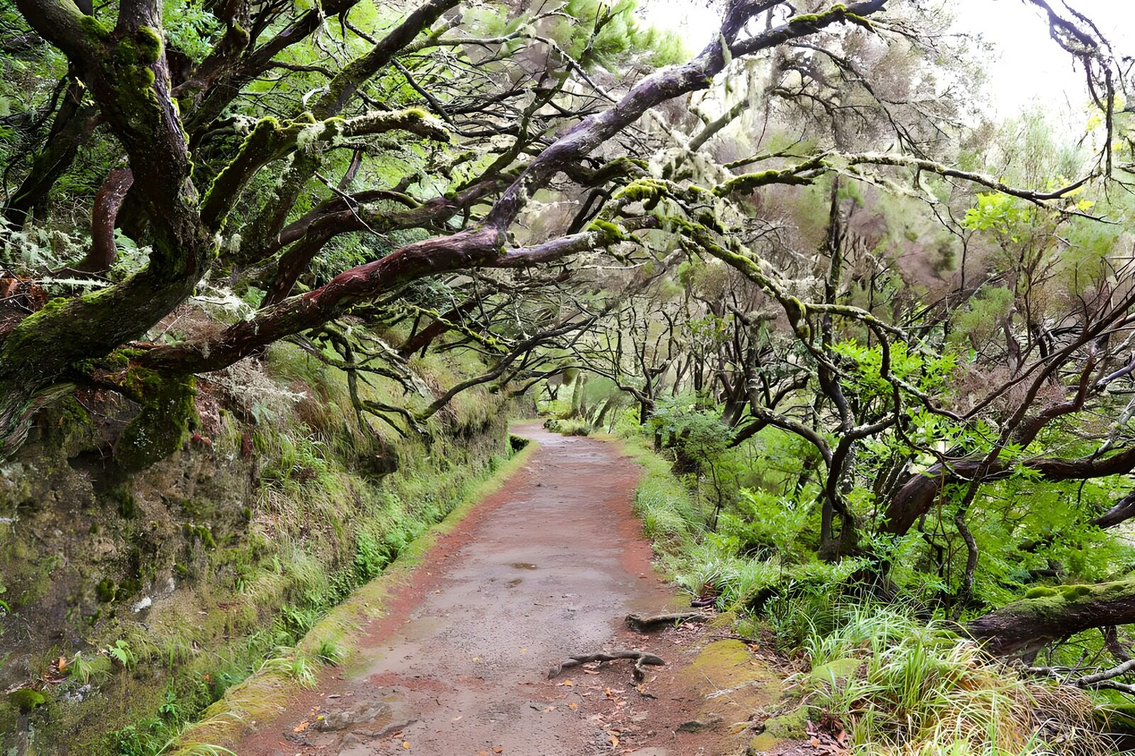 Enchanted Forest Pathway