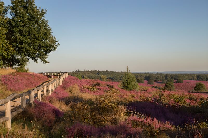 Lavender Hills and Scenic Pathways