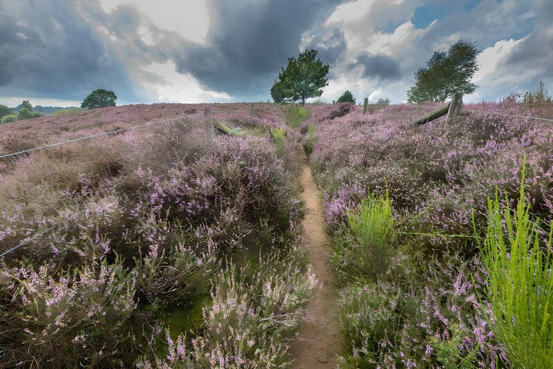 Serenity in Blooming Heather Fields