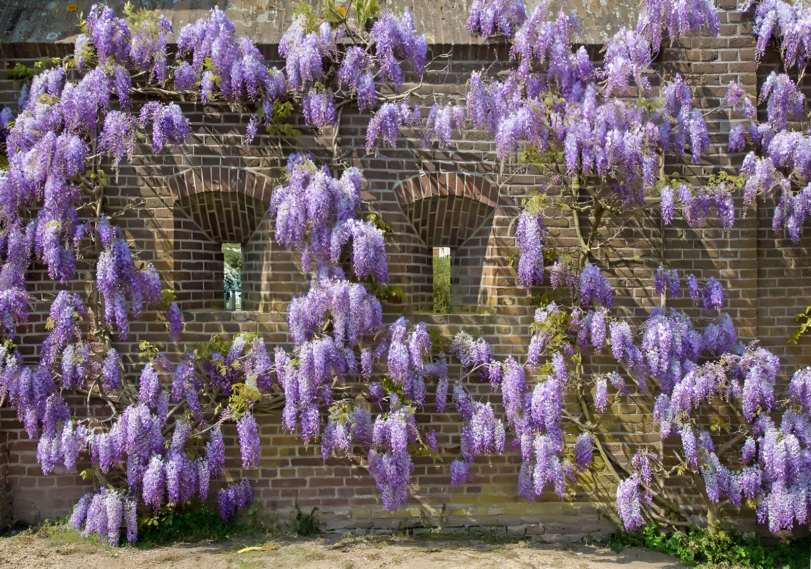 Wisteria Blooming Against a Brick Wall