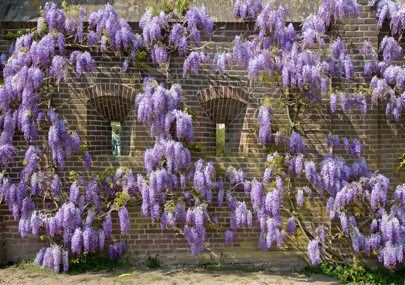 Wisteria Blooming Against a Brick Wall