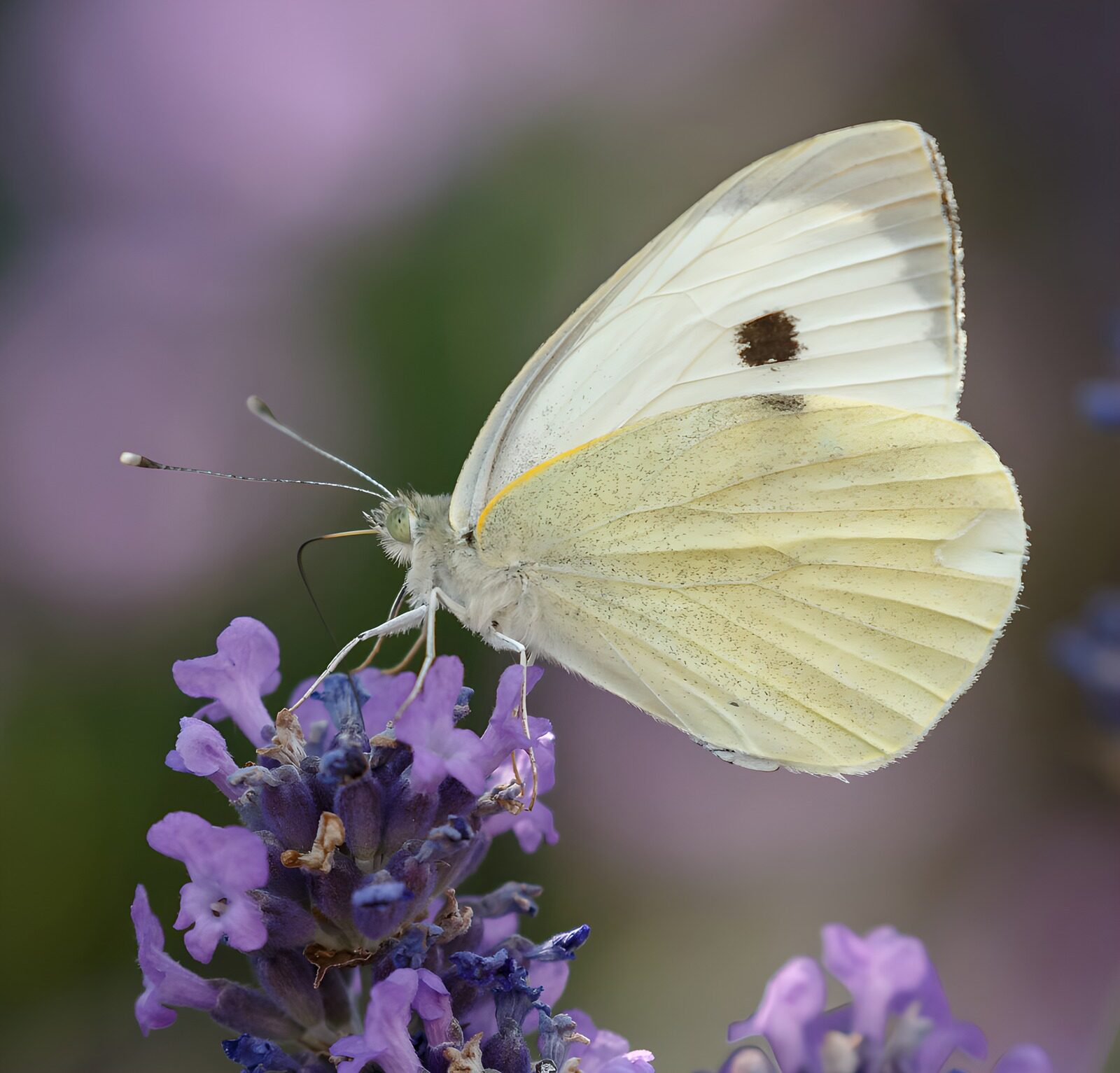 Delicate Butterfly on Lavender Bloom