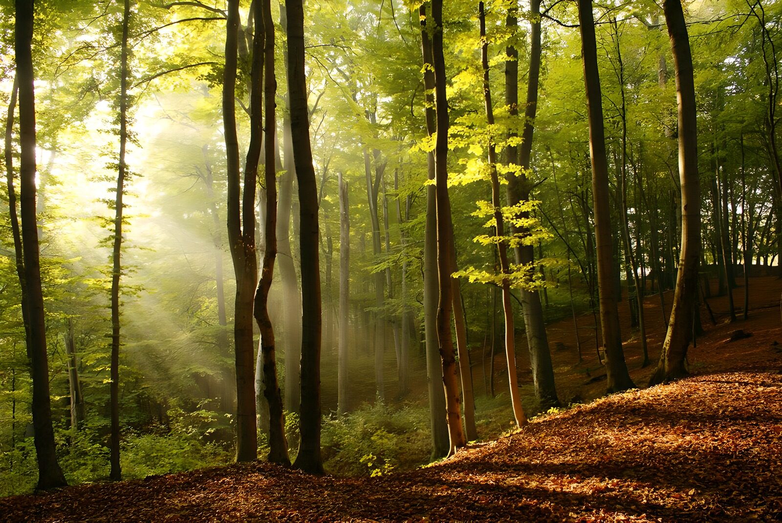Enchanted Forest Light