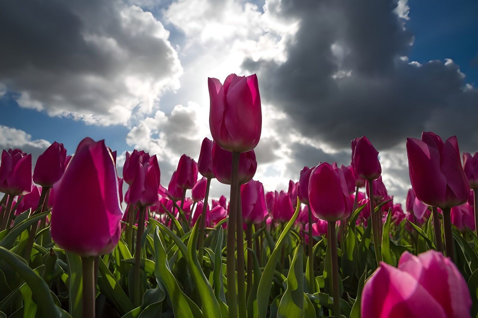 Vibrant Tulip Field Under Gloomy Sky
