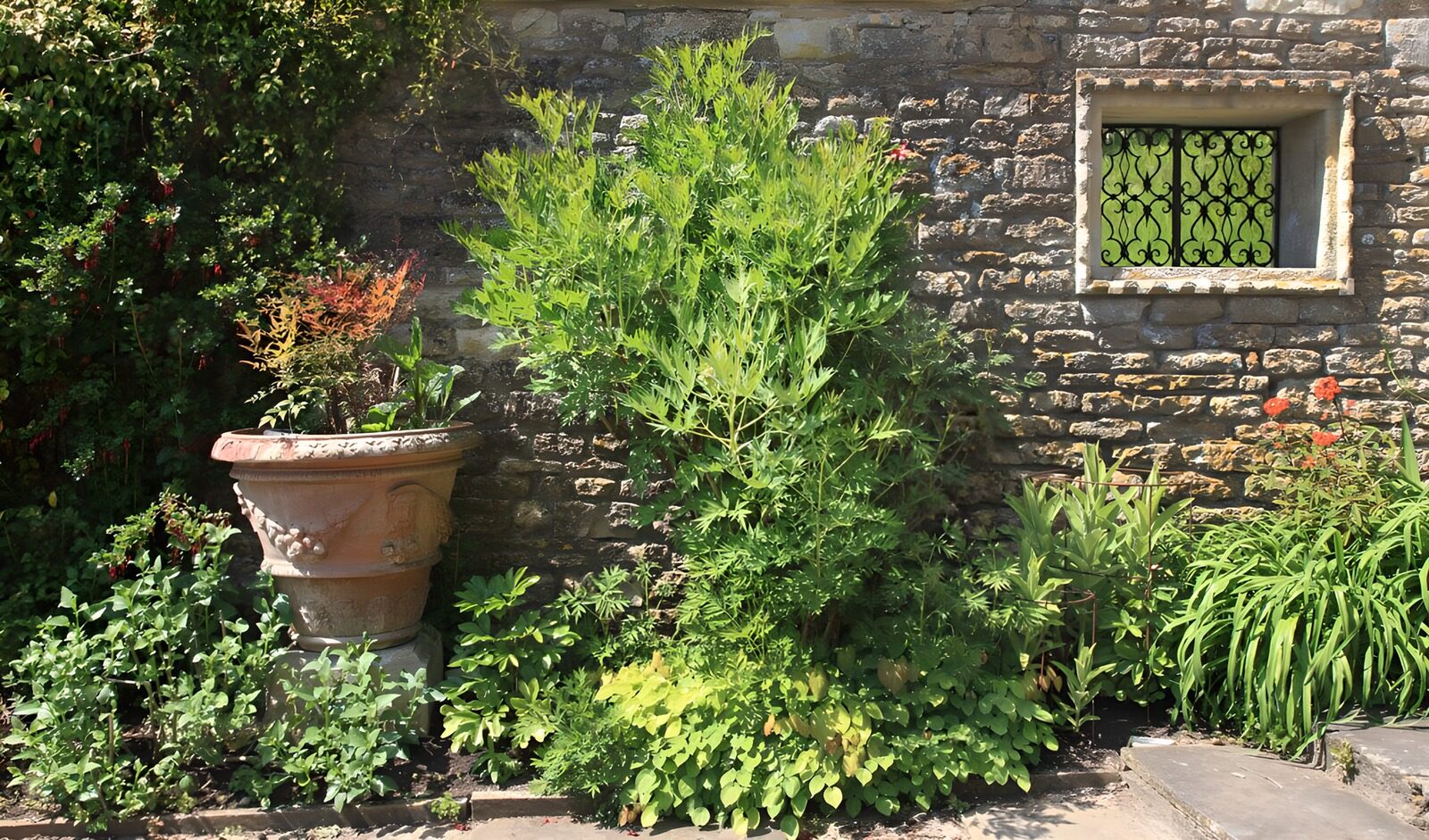 Tranquil Garden Corner