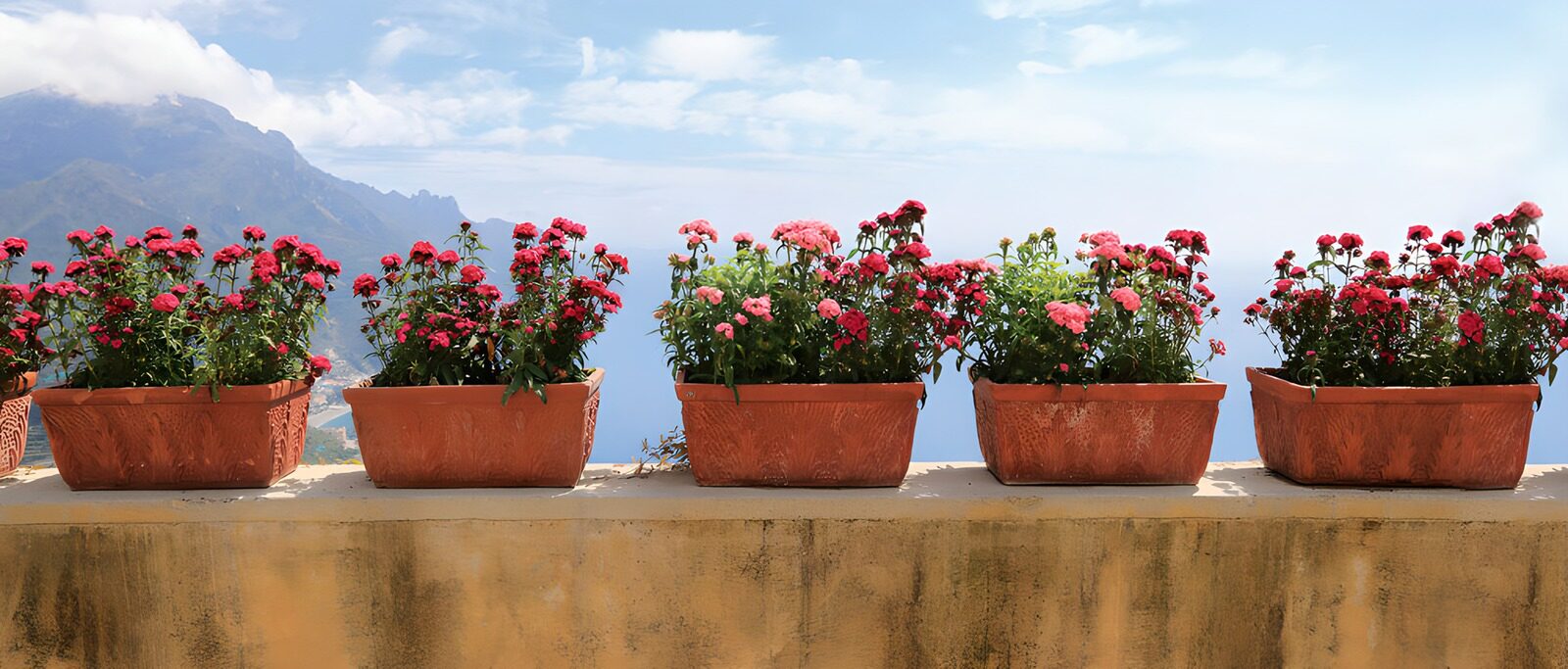 Vibrant Flower Pots Overlooking the Sea