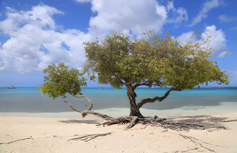 Lone Tree by the Beach