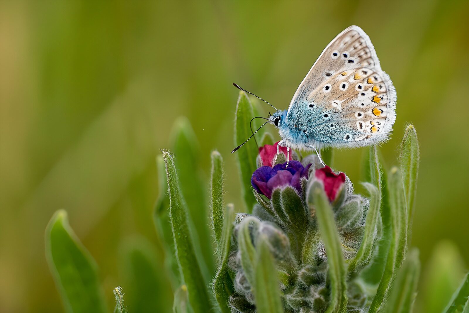 Delicate Blue Butterfly on Blooming Flower