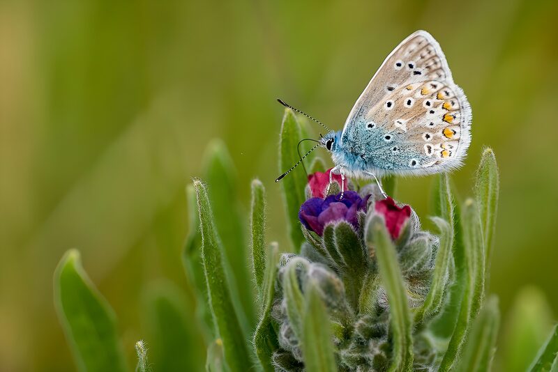 Delicate Blue Butterfly on Blooming Flower