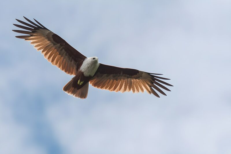 Majestic Kite in Flight