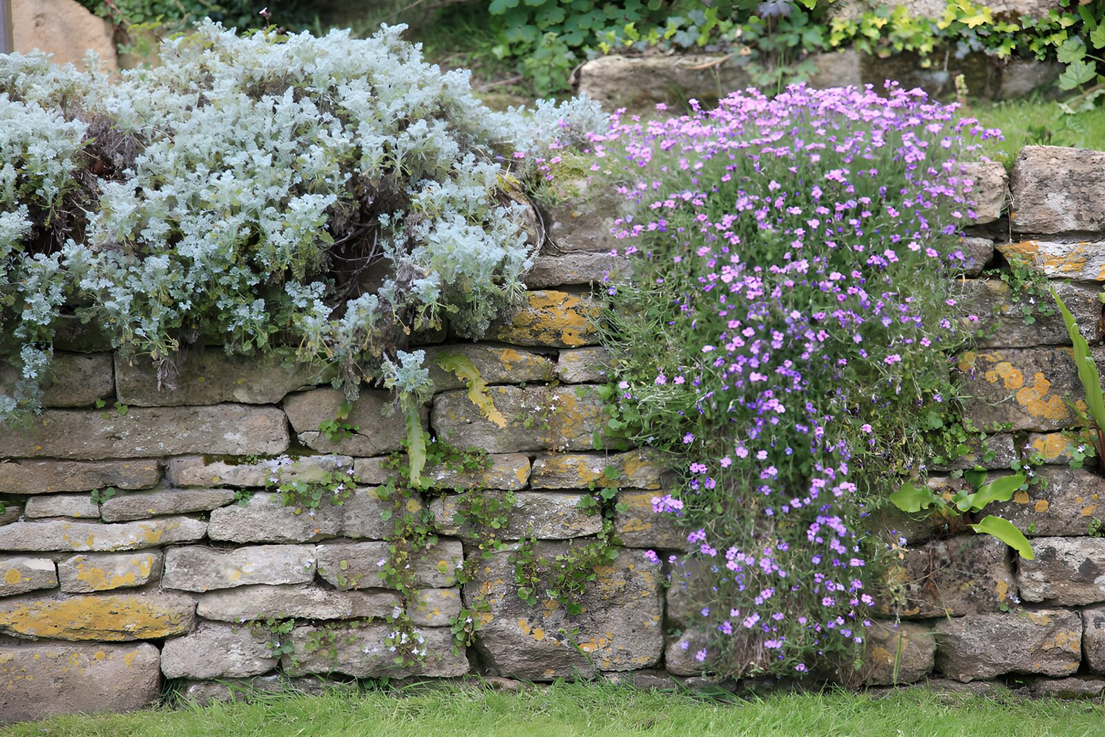 Blooming Wall Garden