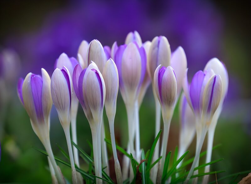 Delicate Spring Crocuses Blooming