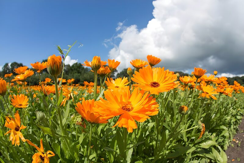 Vibrant Field of Orange Flowers