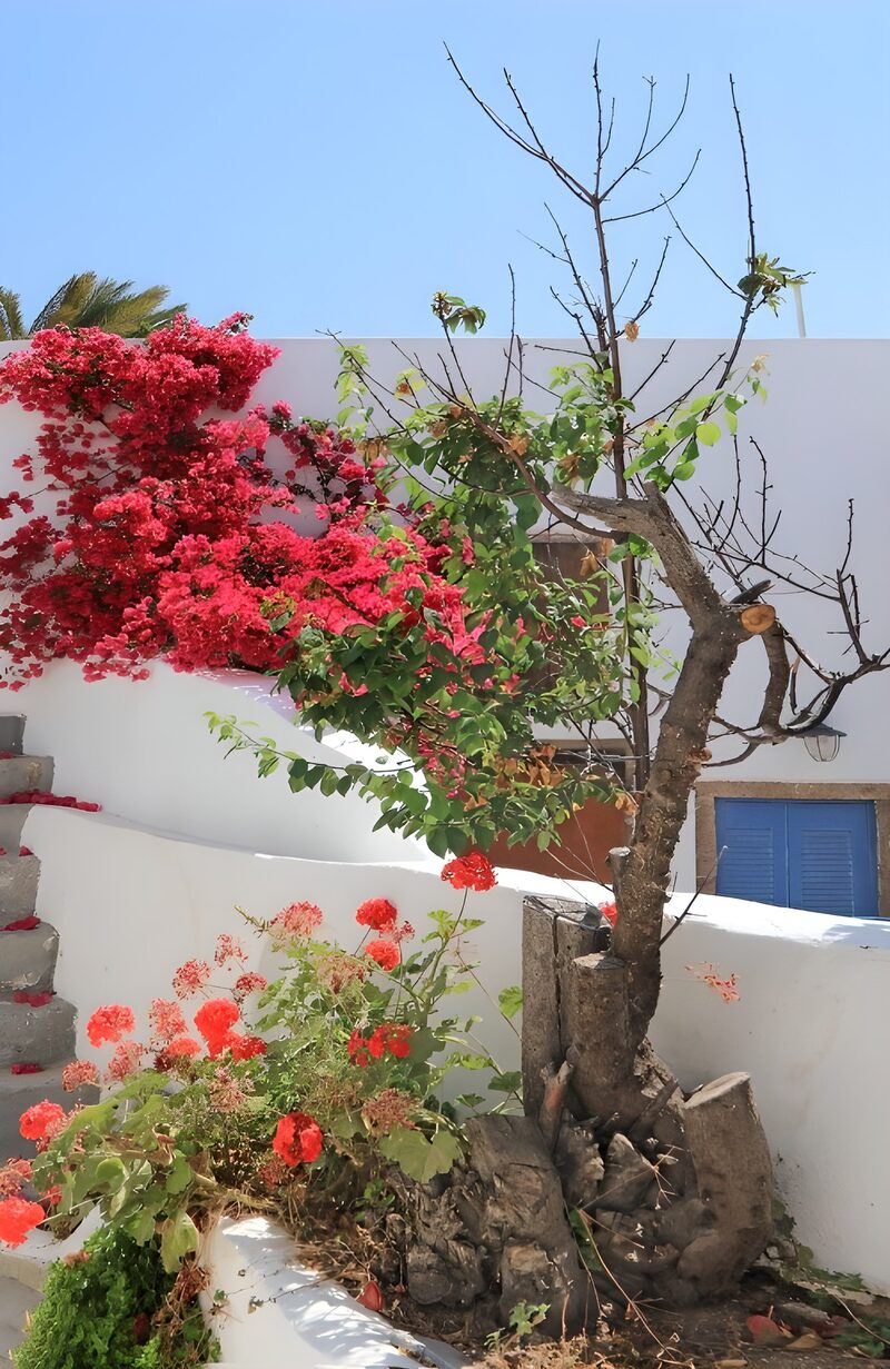 Vibrant Floral Serenity on a White Staircase