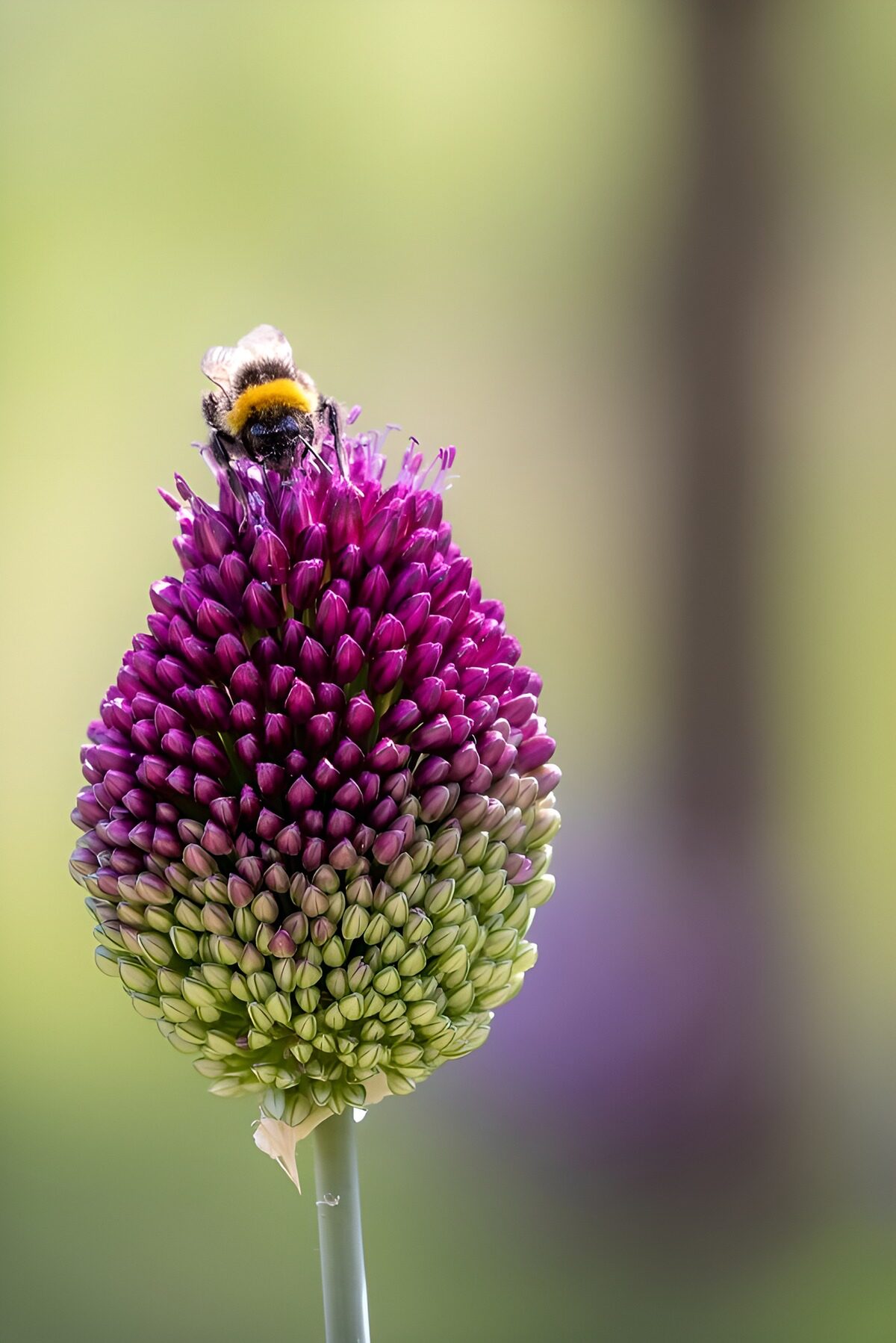 Bumblebee on Vibrant Flower